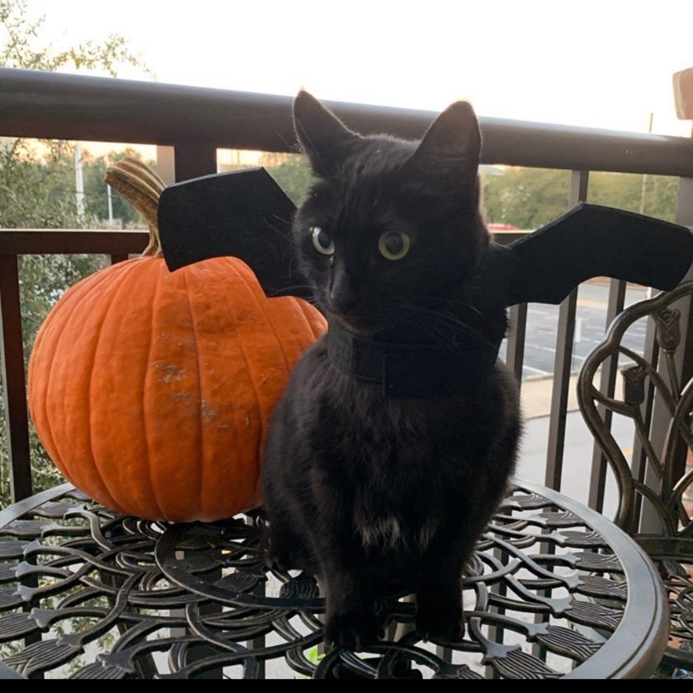 Meet your Posher, Jada